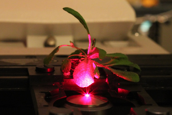 News – Strano Research Group