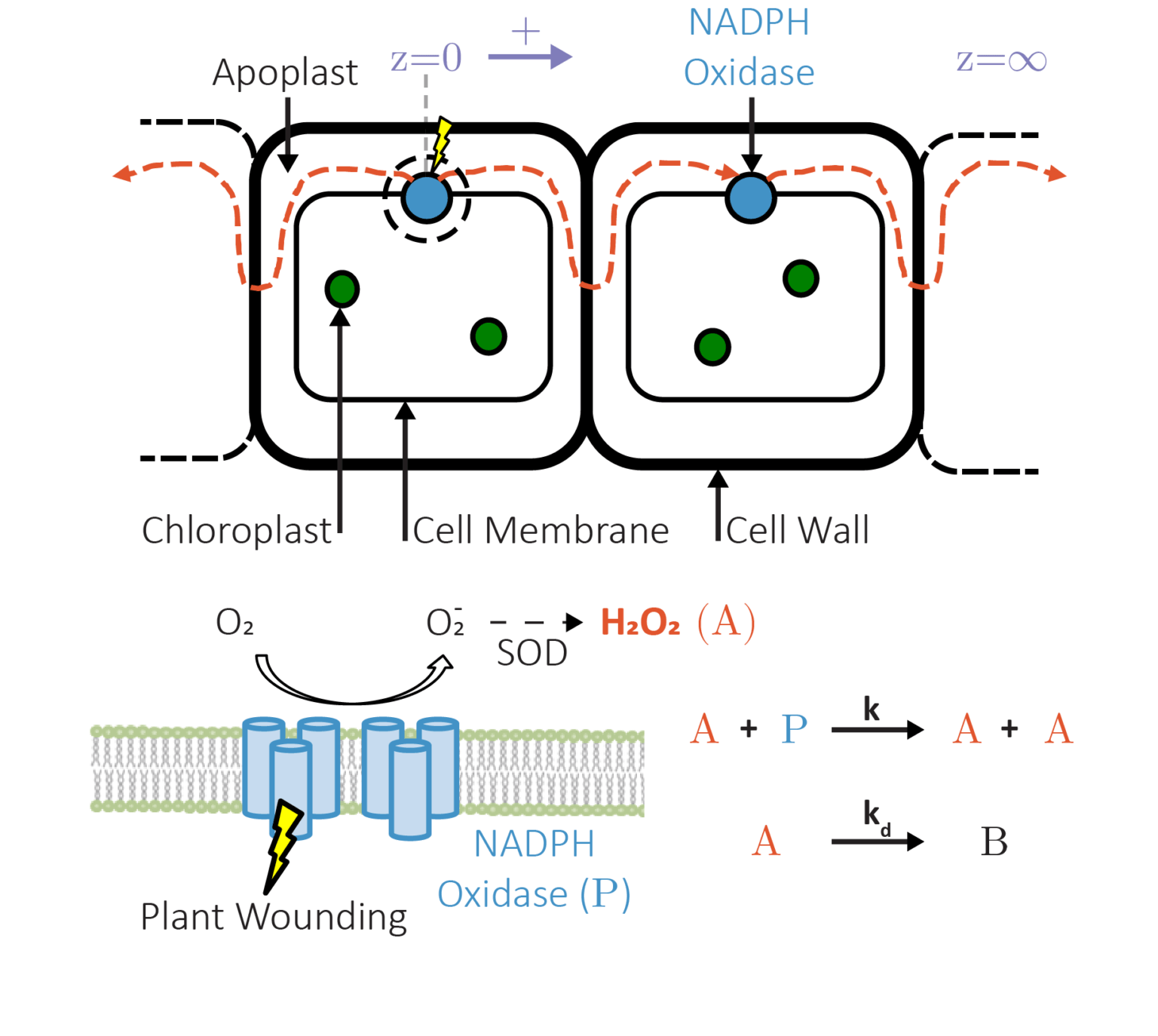 Research Area 1: Plant Nanotechnology – Strano Research Group