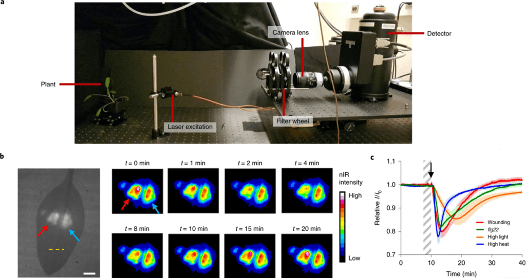 Research Area 1: Plant Nanotechnology – Strano Research Group